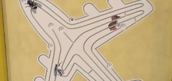 Китай — памятка 2026